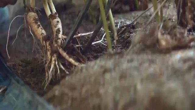 ... Женьшень - Что мы знаем про него...