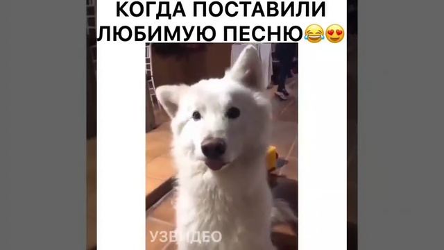 КОГДА УСЛЫШАЛ ЛЮБИМУЮ ПЕСНЮ