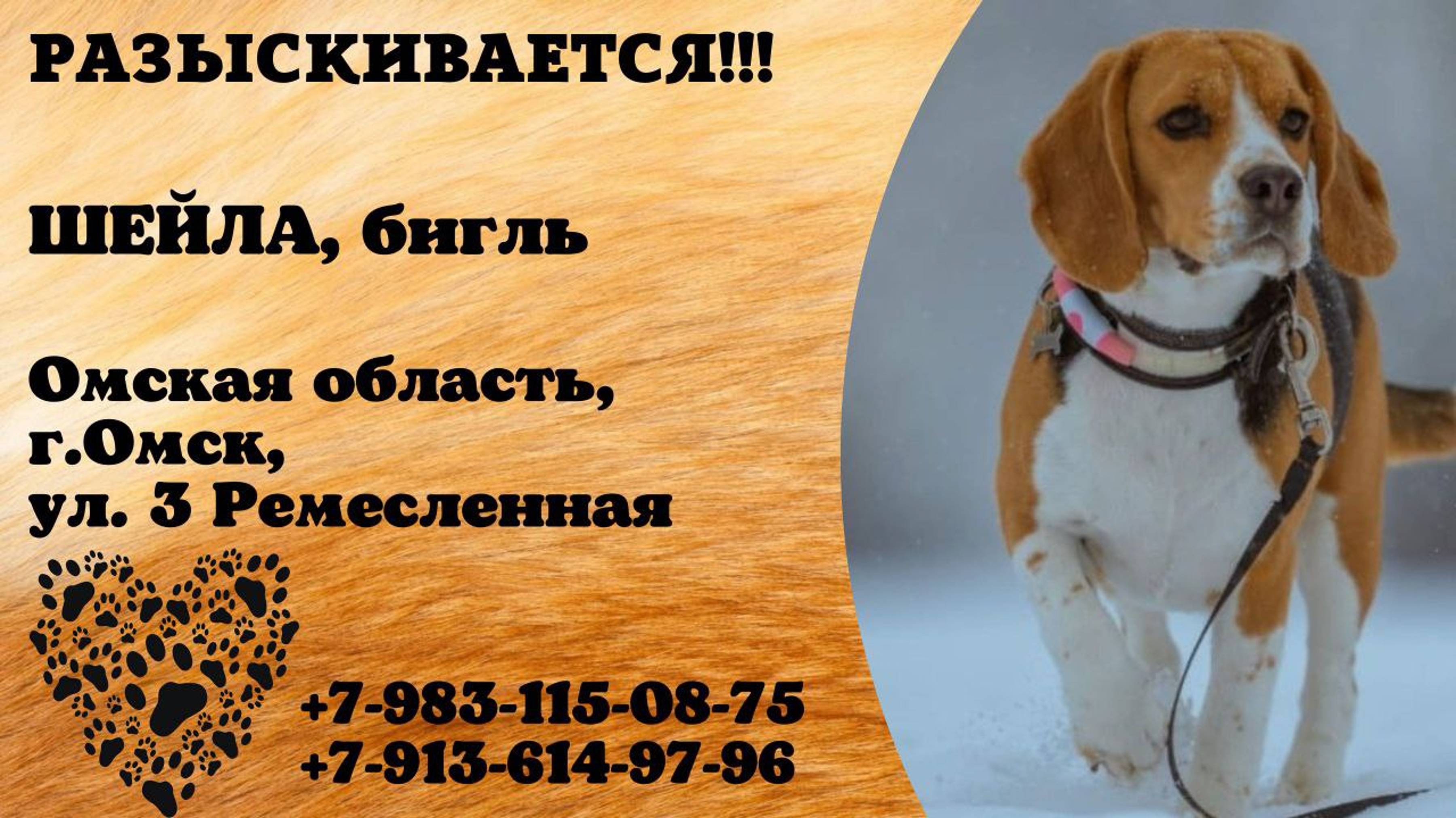 Пропала собака! ШЕЙЛА. Бигль. Омская обл, г.Омск