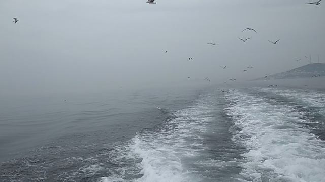 Чайки за паромом!Мраморное море!