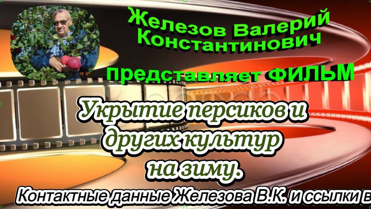 Укрытие персиков и других культур на зиму.