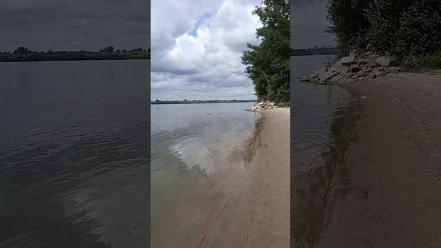 Многодетная утка-мать на Оби блюдит молодёжь