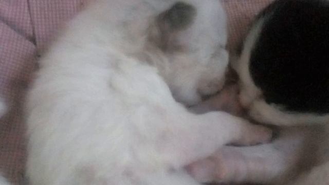 котята 17дней от роду