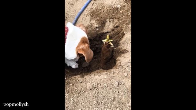 Самые смешные видео С ЖИВОТНЫМИ 2025 года, которые заставят Вас ГРОМКО СМЕЯТЬСЯ