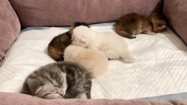 Котятам кошки Кайли девять дней.