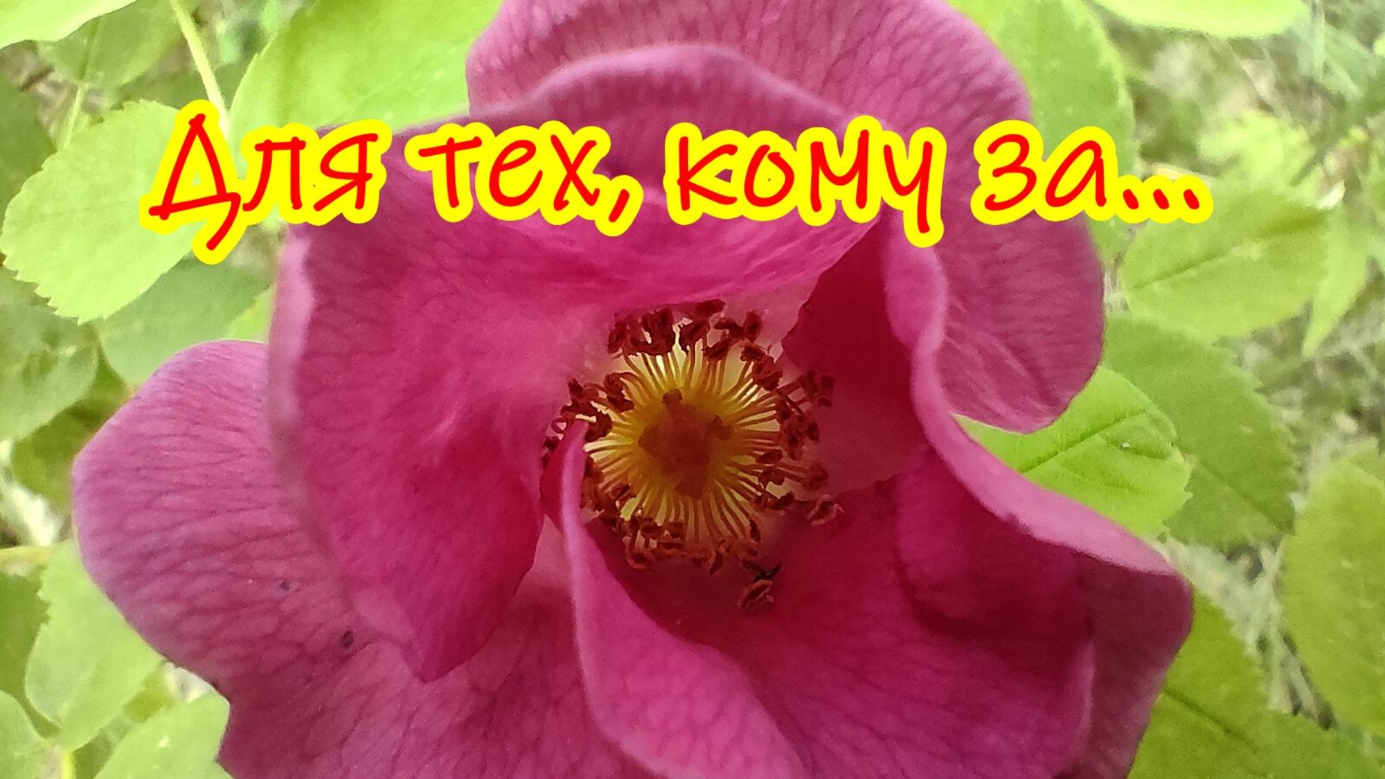 Лето скоротечно...