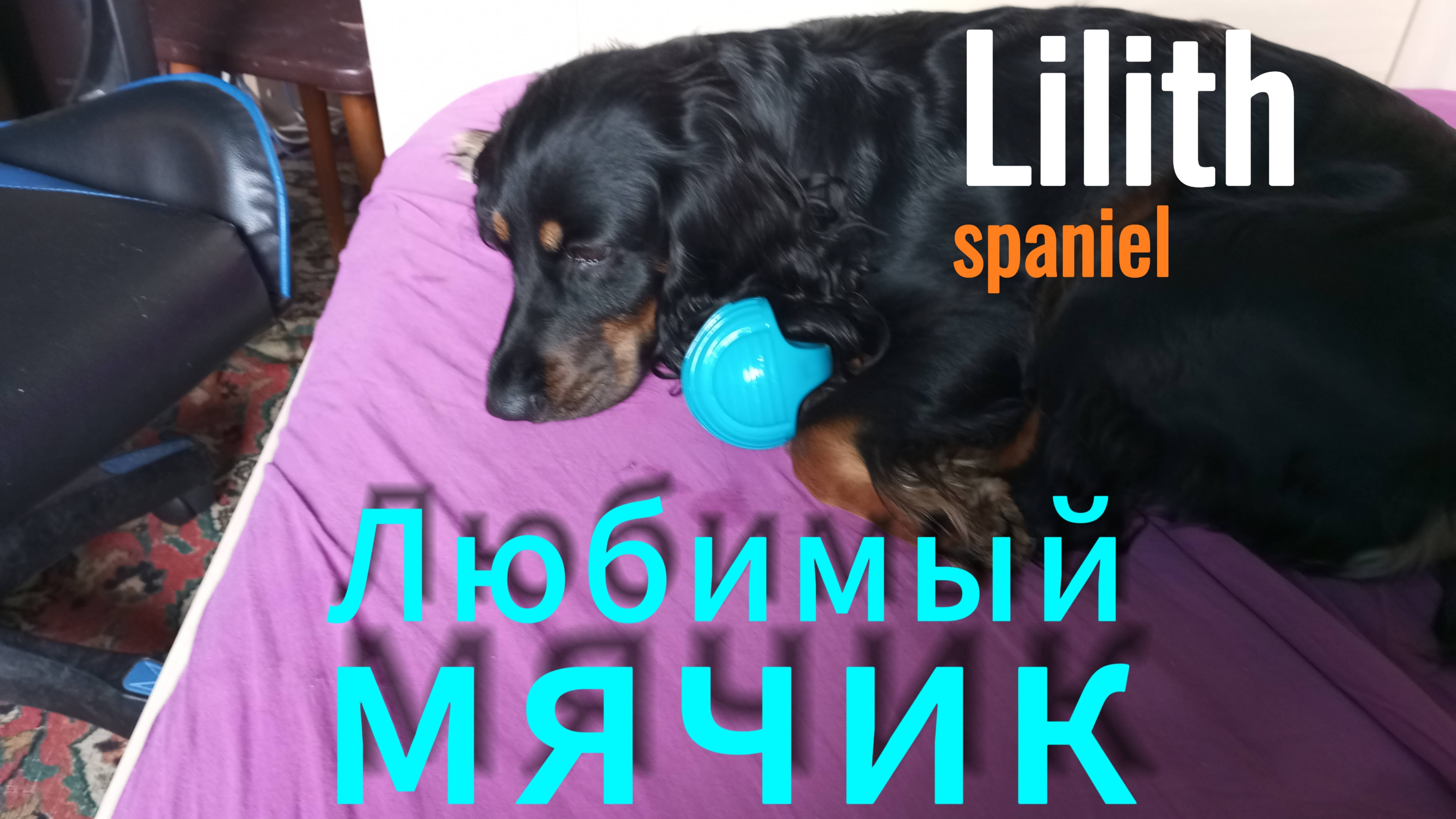 Мячик гиря - специально для собак 🐶