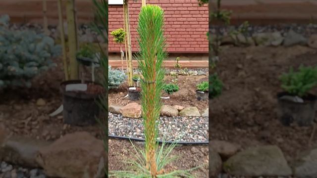Сосна жёлтая Пеназ ( Pinus ponderosa Penaz).