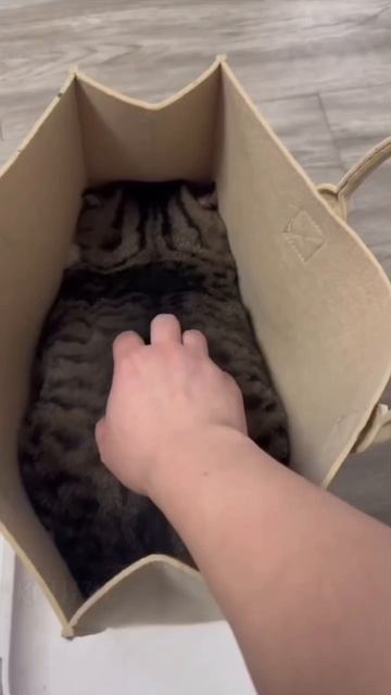 Котя