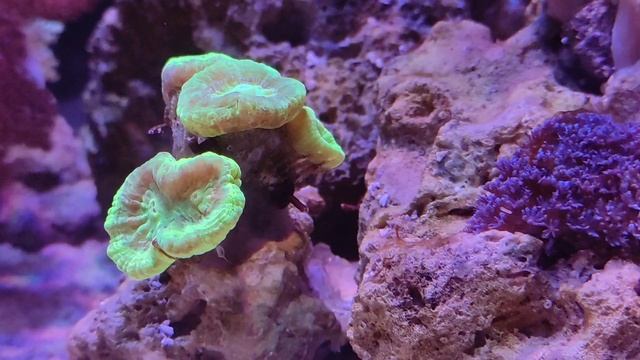 Морской аквариум 85литров