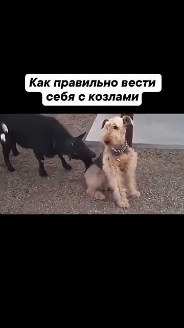 🆘Как правильно вести себя с КОЗЛАМИ‼️