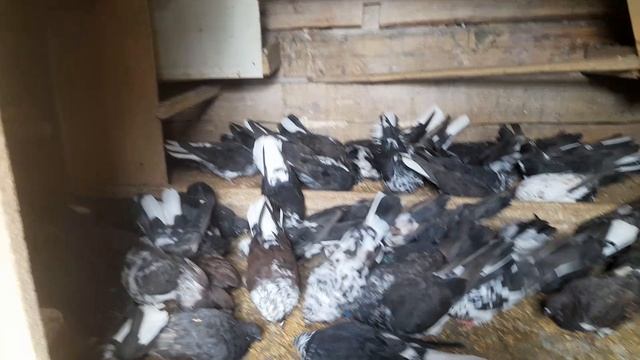 Николаевские голуби 25.06.2025 г