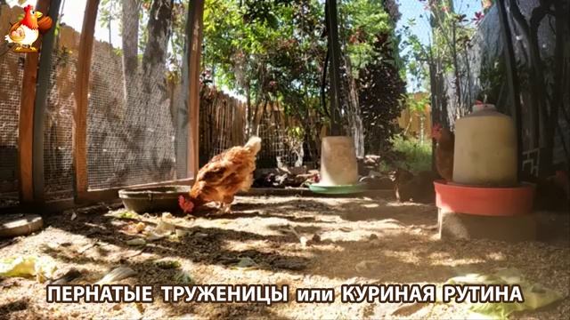 Куры несушки свободного выгула и их обычная куриная рутина – эпизод (484)
