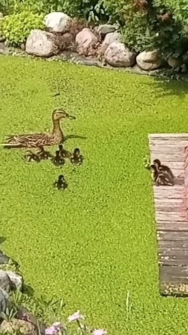 Дикая утка с утятами на нашем маленьком пруду