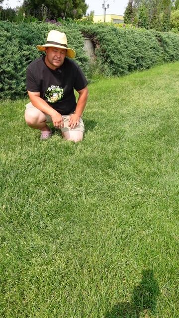 Не давайте газону зацвести! 🍀