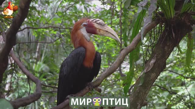 Мир птиц – красота и грация пернатых созданий Природы 🦩🦚🦜 Выпуск (244) 🦉🐦🐤