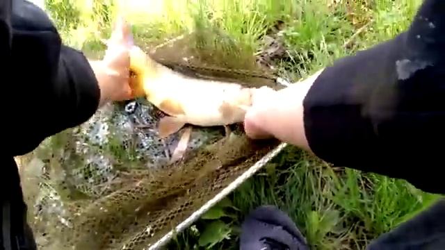 Карпы после Нереста