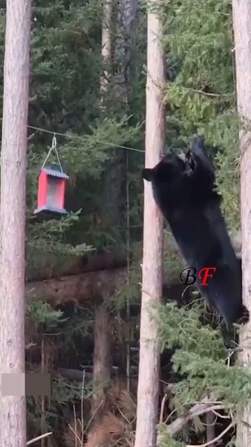 AnimalsVideo3