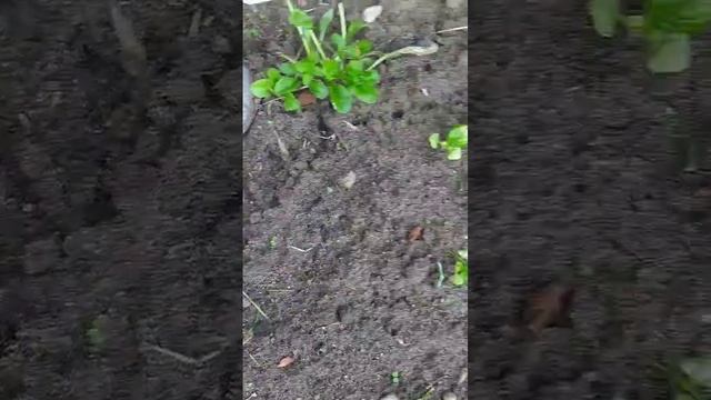 обзор на мой " приют" 🥒🥬🌺🫛