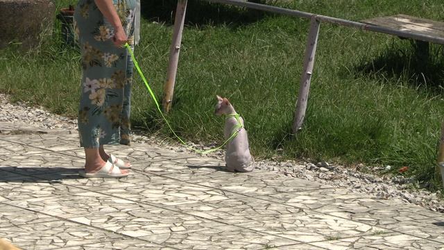 Когда смотришь в окно на приезжих отдыхающих в Сочи.