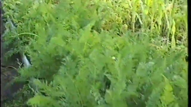 старое видео