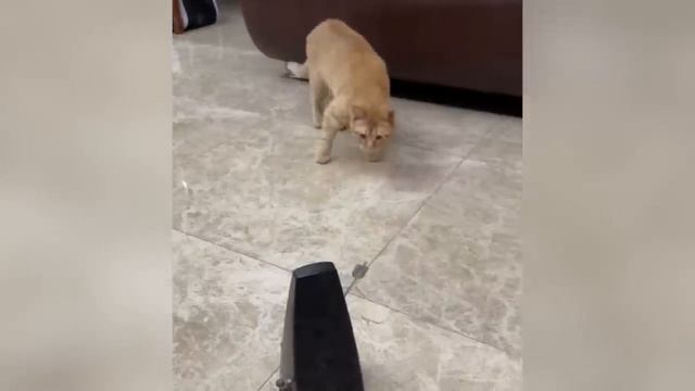 😼🐶 Эти смешные коты и собаки 🤣 Полный улет
