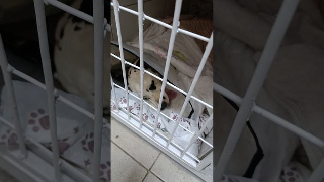 Лотос после операции