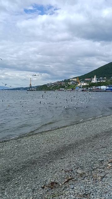 чайки