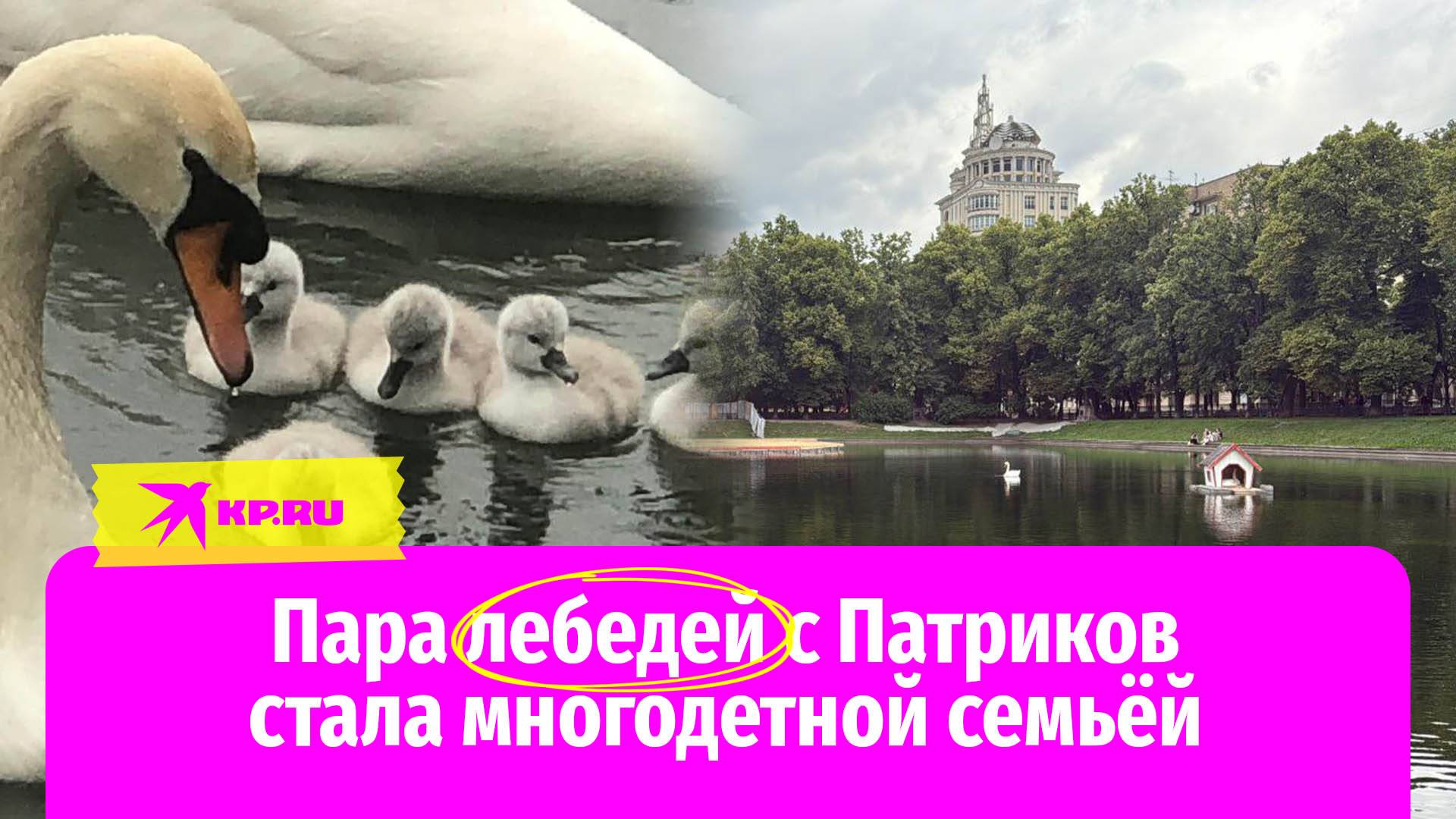 У пары лебедей на Патриарших прудах в Москве появилось потомство