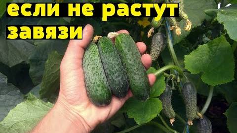 Плохой урожай огурца? Эти ДВЕ подкормки спасут ситуацию и увеличат урожай!