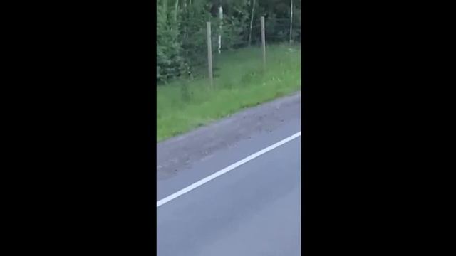 В Ленинградской области у медвежонка случилась паника на трассе