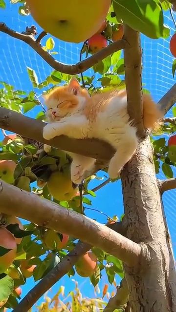 Кото яблоня