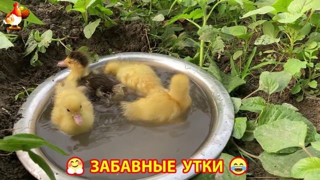 Забавные утки мускусные и пекинские на свободном выгуле ч.(91) ❣️🤗😂