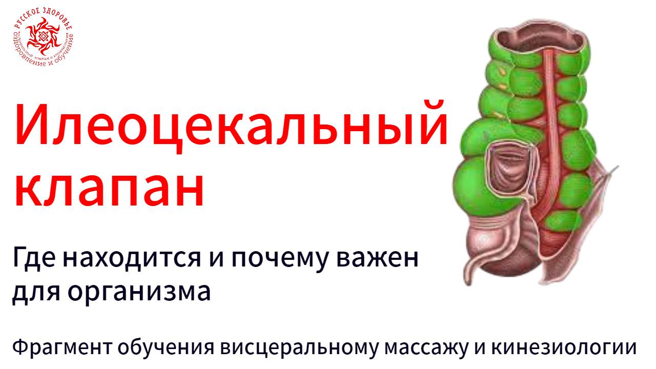 Илеоцекальный клапан. Где находится и почему важен для организма. Фрагмент обучения