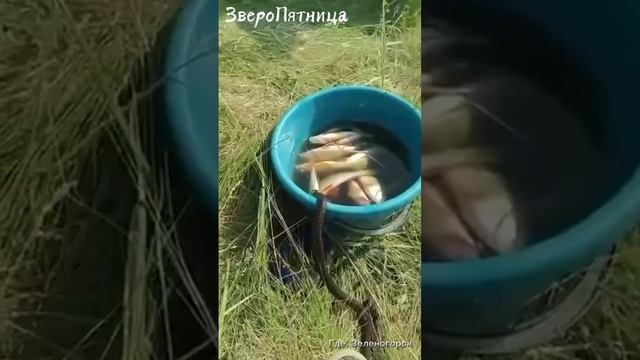 Рыбак.MP4