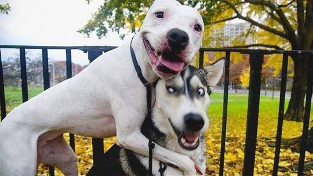 Самые ДРАМАТИЧНЫЕ моменты с собаками! 🤣🐶 НОВЫЕ смешные видео с собаками