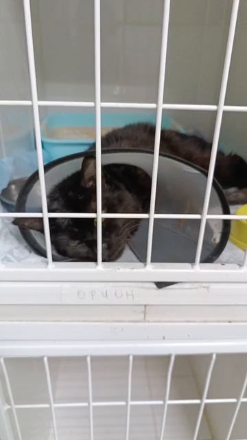 Котик Орион ищет дом