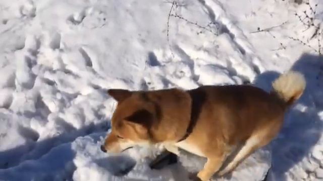 ЭТО ФИАСКО БРАТАН! (МЕМ)