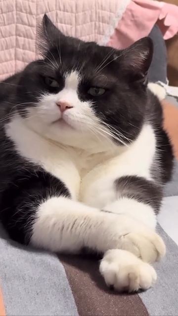 Котюня #прикол #прикольно #котики #коты #животные #топ #топчик