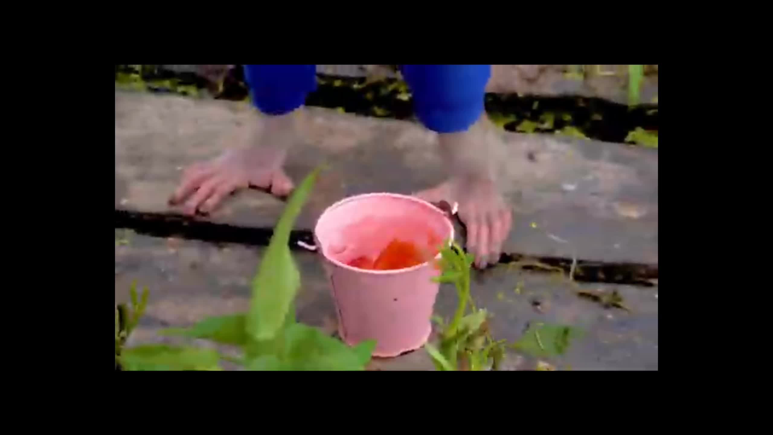 Обезьян в шоке