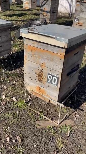 Пчёлы с пасеки Ивана Петровича