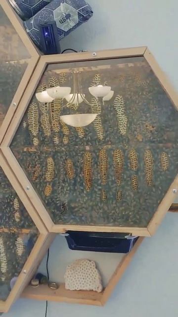 🐝 Аквариумы для слабаков