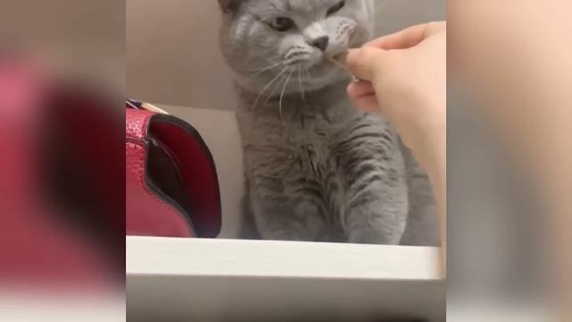 😼🐶 Эти смешные коты и собаки 🤣 Полный улет
