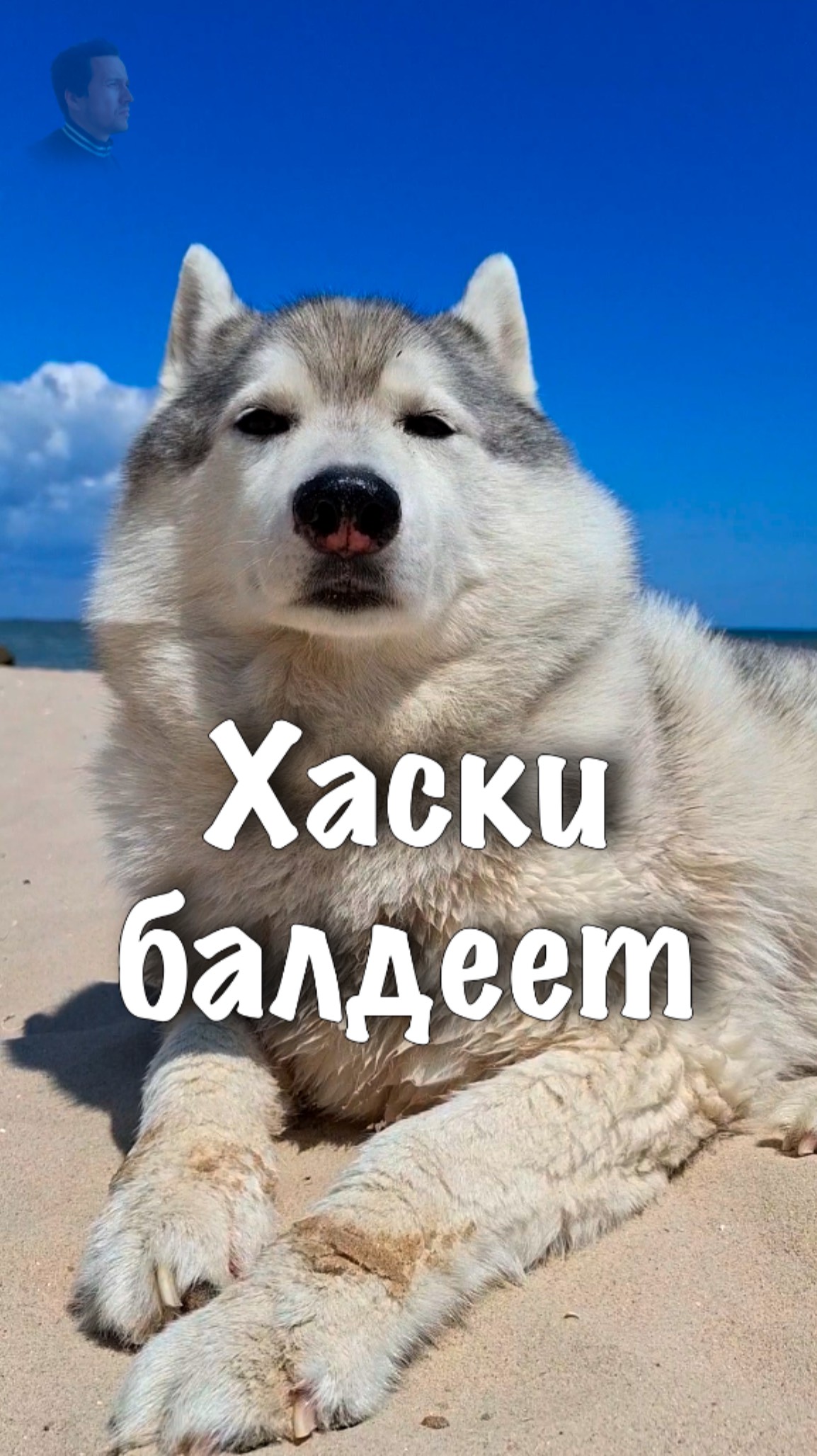Хаски балдеет на море. #shorts