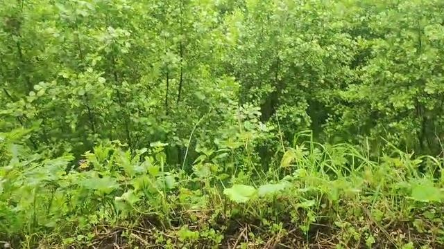 VID-20250625-WA0014