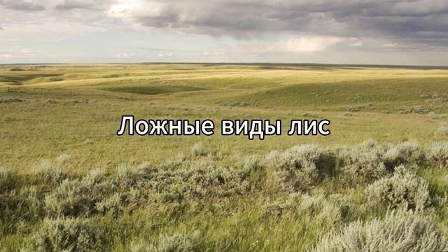 Виды лис. Описание, названия, особенности, фото и среда обитания лисиц