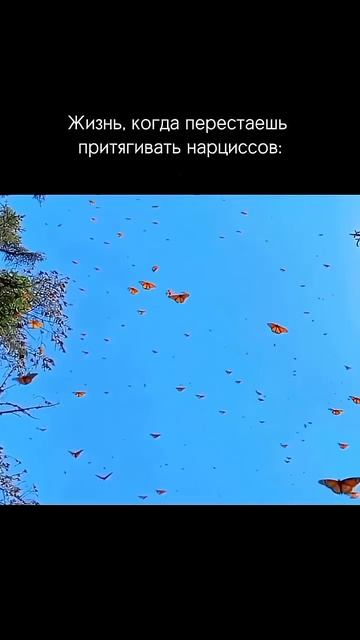 Как выглядит жизнь после исцеления от нарциссов?