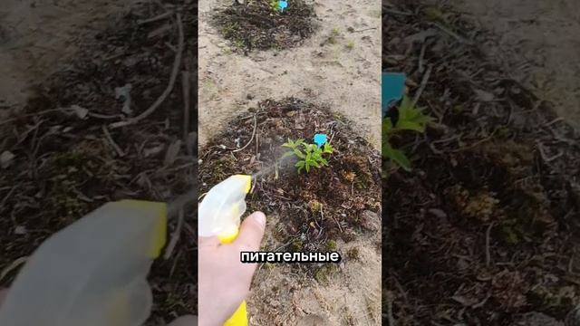 Подкормка гортензий в летний период, нехватка элементов питания, против пожелтения