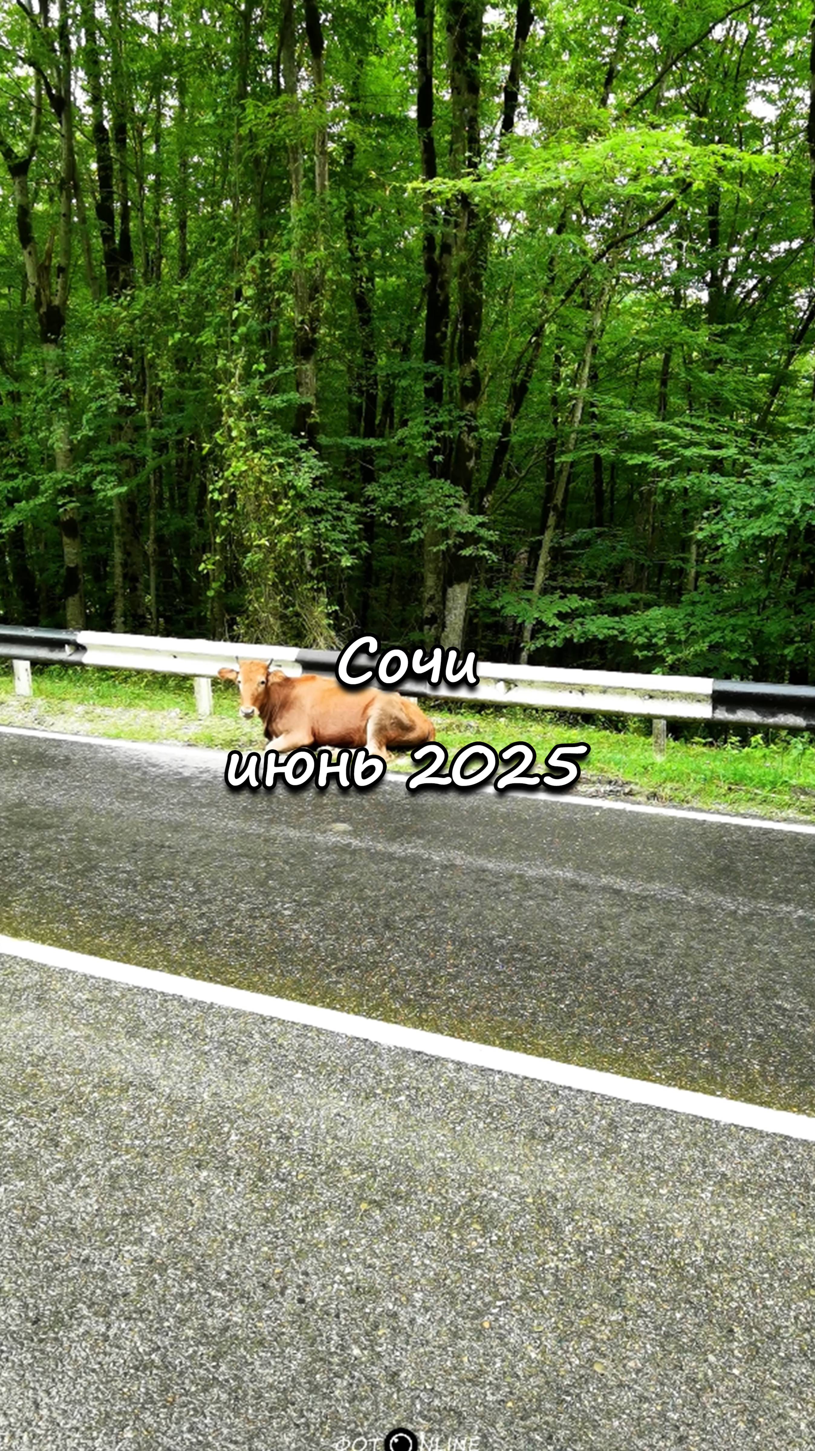 Сочи. Июнь 2025