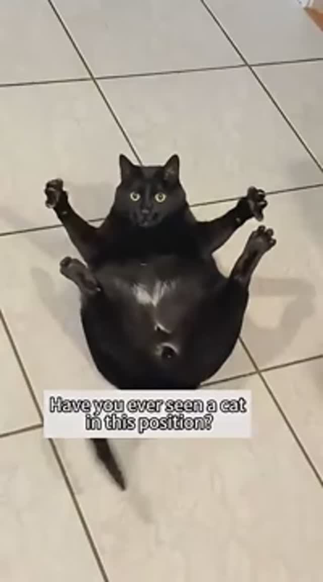 Приколюхи с чёрными котами